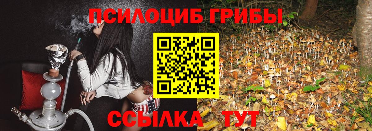 Псилоцибиновые грибы Psilocybine cubensis Новороссийск
